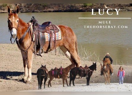 Mule, Mare, 7 years, Sorrel