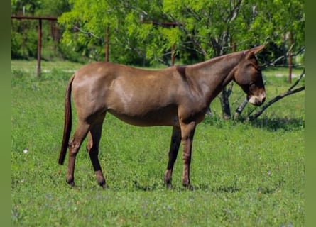 Mule, Mare, 8 years, 13 hh, Grullo