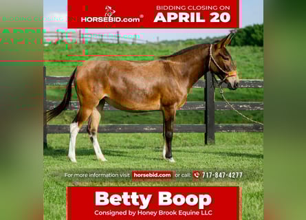 Mule, Mare, 8 years, 13,2 hh, Bay