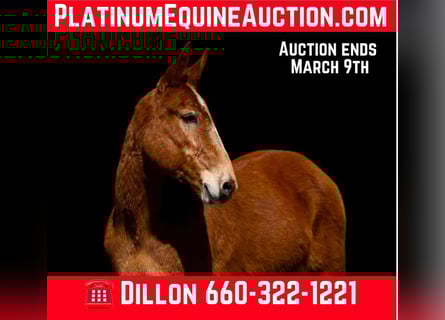 Mule, Mare, 8 years, 14.3 hh, Chestnut