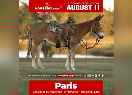 Mule, Mare, 8 years, 14,2 hh, Red Dun