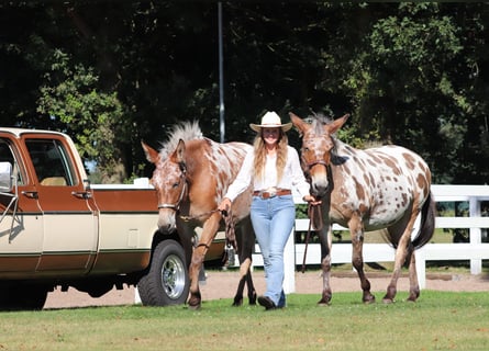 Mule, Mare, 8 years, 15.1 hh, Leopard-Piebald