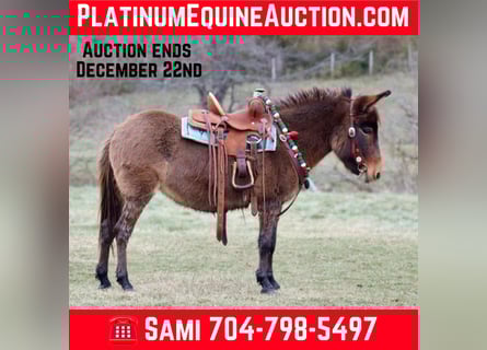 Mule, Mare, 8 years, 9,2 hh, Bay