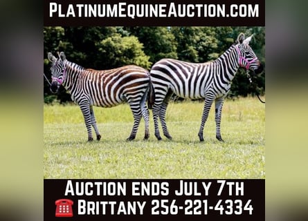 Mule, Stallion, 9 years, 12 hh, Black