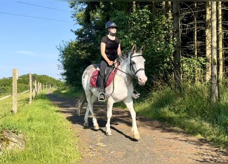 Mulet, Jument, 10 Ans, 135 cm, Rouan Bleu