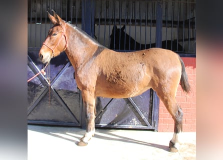 Mulet, Jument, 5 Ans, 155 cm, Bai