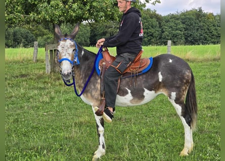 Muli, Stute, 11 Jahre, 145 cm, Schecke