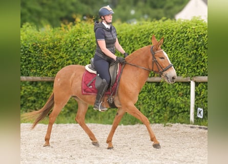 Muli, Stute, 12 Jahre, 144 cm, Fuchs