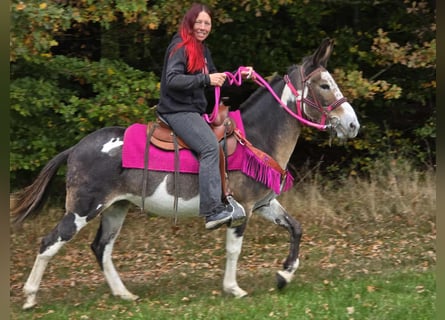 Muli, Stute, 13 Jahre, 145 cm, Schecke