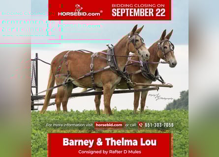 Muli, Wallach, 14 Jahre, 150 cm