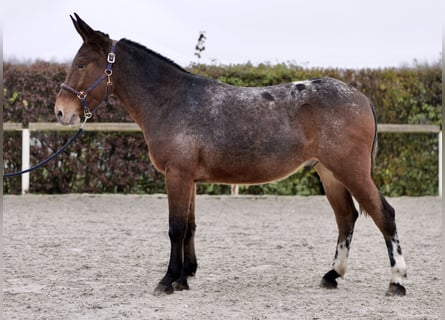 Muli, Wallach, 4 Jahre, 154 cm, Red Dun