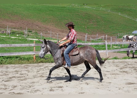 Muli Mix, Wallach, 5 Jahre, 156 cm, Apfelschimmel