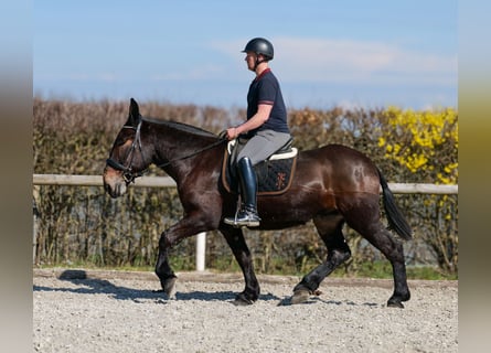 Muli, Wallach, 6 Jahre, 163 cm, Dunkelbrauner