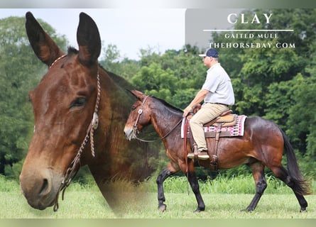 Mulo Mestizo, Caballo castrado, 10 años, 157 cm, Castaño rojizo