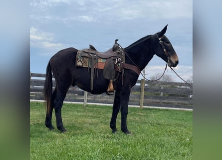 Mulo, Caballo castrado, 15 años, 150 cm, Negro