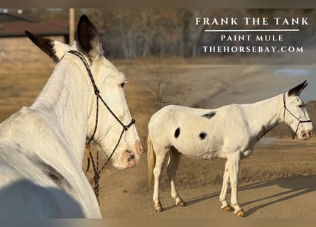 Mulo, Caballo castrado, 17 años, 142 cm, White/Blanco