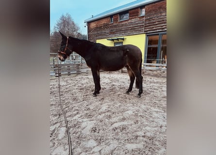 Mulo, Caballo castrado, 18 años, 163 cm, Castaño