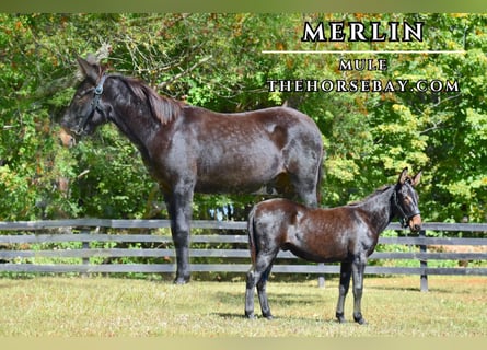 Mulo, Caballo castrado, 1 año, 135 cm, Negro