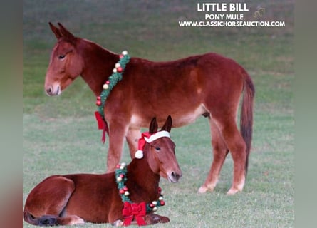 Mulo, Caballo castrado, 4 años, 112 cm, Alazán rojizo