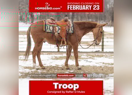 Mulo, Caballo castrado, 5 años, 142 cm, Alazán rojizo