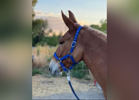 Mulo, Caballo castrado, 5 años, 150 cm, Alazán rojizo