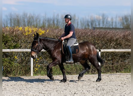 Mulo, Caballo castrado, 6 años, 163 cm, Castaño oscuro