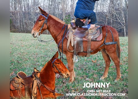 Mulo, Caballo castrado, 8 años, 132 cm, Alazán rojizo