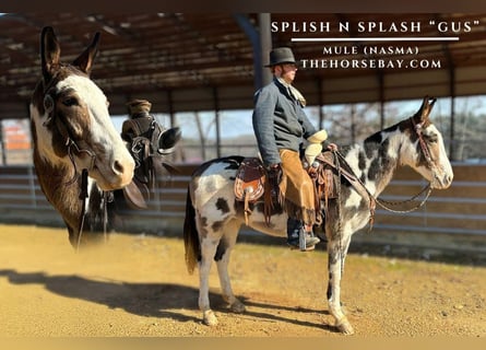 Mulo, Caballo castrado, 8 años, 147 cm, Tobiano-todas las-capas