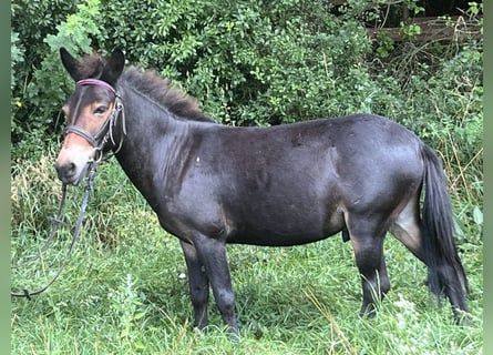 Mulo, Caballo castrado, 9 años, 110 cm, Castaño