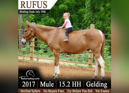 Mulo, Caballo castrado, 9 años, 157 cm, Alazán rojizo