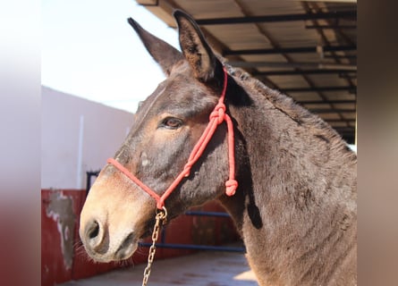 Mulo, Castrone, 14 Anni, 152 cm, Baio