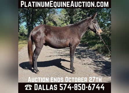 Mulo, Castrone, 16 Anni, 132 cm, Morello