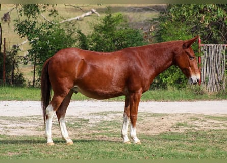 Mulo, Castrone, 16 Anni, 142 cm, Sauro ciliegia