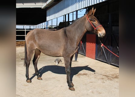 Mulo, Castrone, 4 Anni, 160 cm, Baio