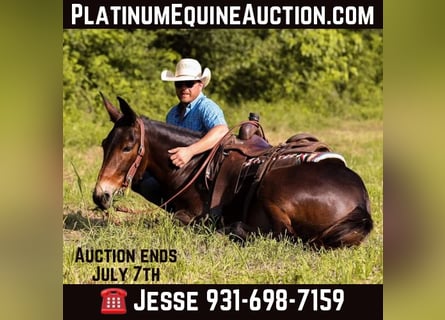 Mulo, Castrone, 7 Anni, 152 cm, Baio ciliegia