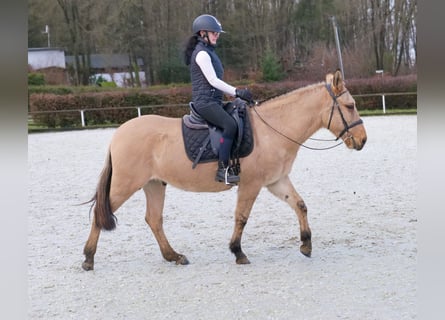 Mulo, Castrone, 9 Anni, 148 cm, Pelle di daino