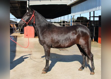 Mulo, Giumenta, 11 Anni, 156 cm, Morello