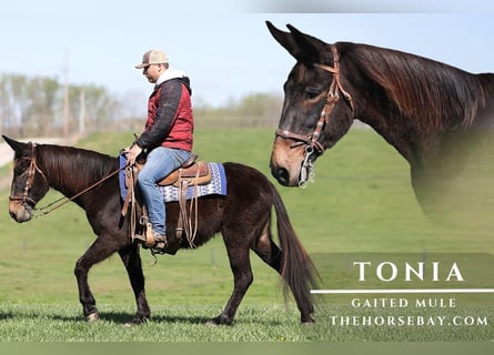 Mulo, Giumenta, 15 Anni, 150 cm, Morello