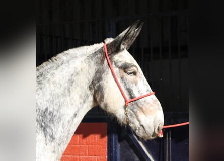 Mulo, Giumenta, 7 Anni, 166 cm, Overo-tutti i colori
