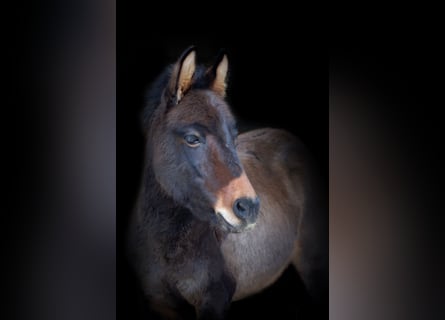 Mulo, Stallone, 11 Anni, 110 cm, Baio
