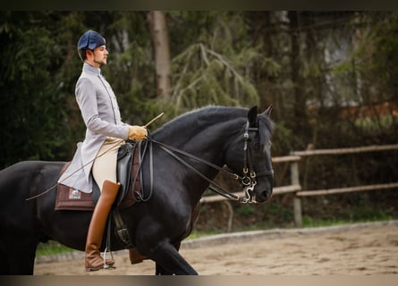 Murgese/caballo de las Murgues, Caballo castrado, 15 años, 172 cm, Negro