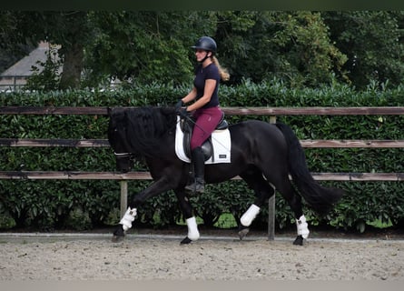 Murgese/caballo de las Murgues, Caballo castrado, 3 años, 160 cm, Negro