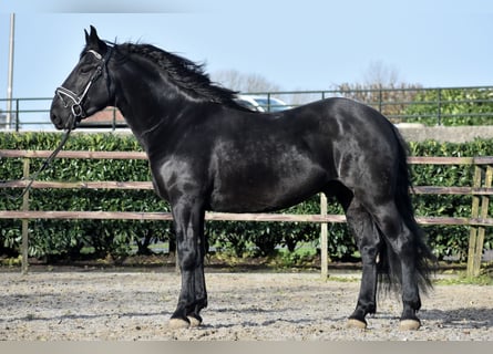 Murgese/caballo de las Murgues, Caballo castrado, 3 años, 163 cm, Negro