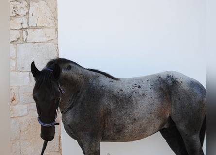Murgese/caballo de las Murgues, Semental, 2 años, 154 cm, Ruano azulado
