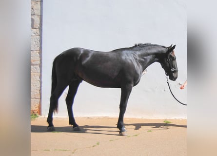 Murgese/caballo de las Murgues, Semental, 2 años, 159 cm, Negro