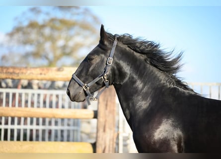 Murgese/caballo de las Murgues, Semental, 2 años, 162 cm, Negro