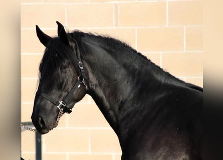 Murgese/caballo de las Murgues, Semental, 2 años, 165 cm, Negro