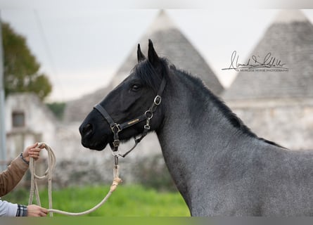 Murgese/caballo de las Murgues, Semental, 3 años, 152 cm, Ruano azulado