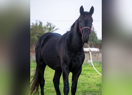 Murgese/caballo de las Murgues, Semental, 3 años, 155 cm, Negro