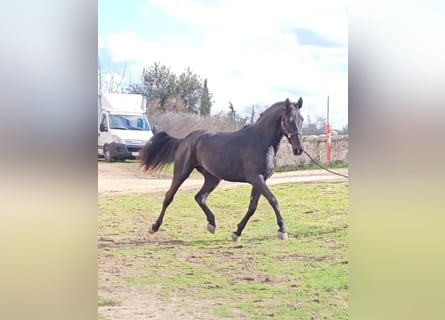 Murgese/caballo de las Murgues, Semental, 3 años, 160 cm, Negro